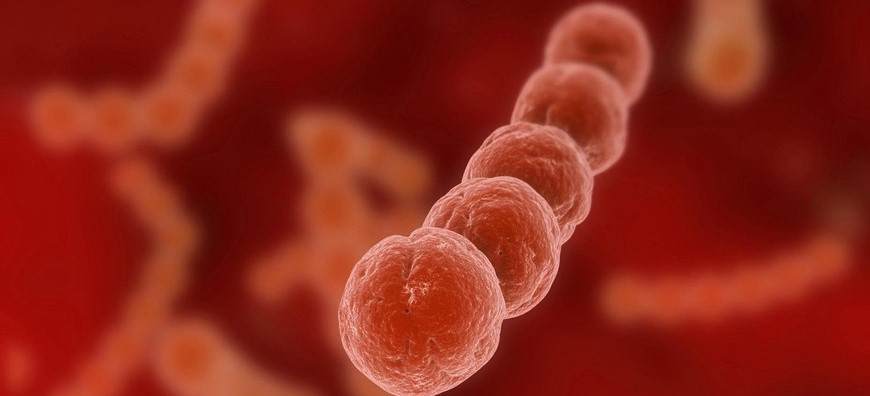 Ảnh hưởng của liên cầu khuẩn Streptococcus tới sức khỏe con người