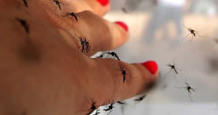 Vì sao loài muỗi rất thích đốt con người?
