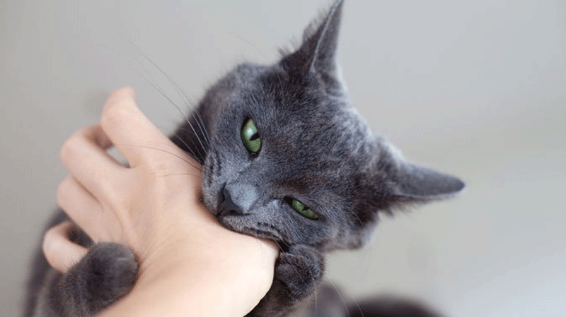 3 người tử vong do chủ quan khi bị mèo cắn