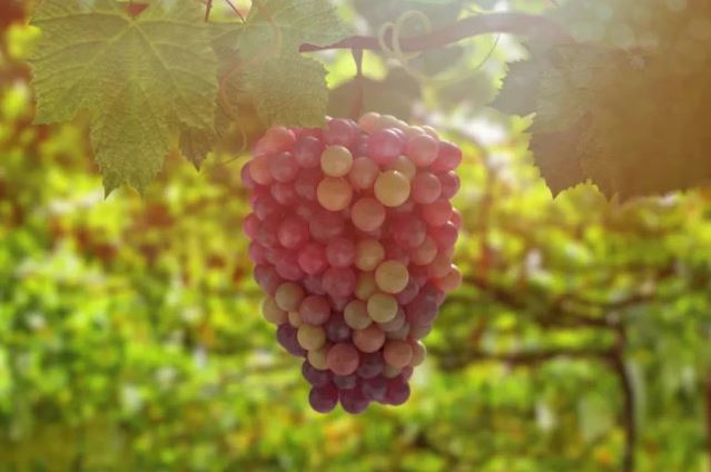 Ăn nho có tác dụng gì? Lợi ích từ việc ăn nho mà không phải ai cũng biết