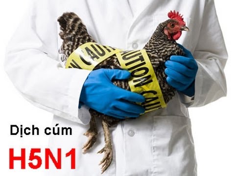 Bệnh Cúm gia cầm (H5N1) và các biện pháp phòng ngừa