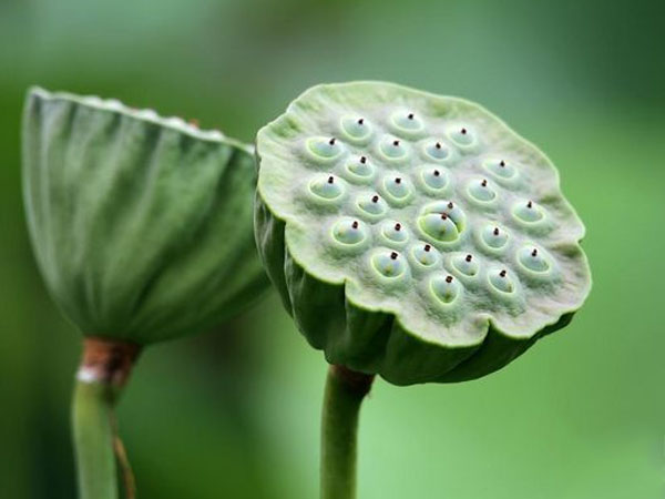 Bệnh sợ lỗ là gì? Nguyên nhân, triệu chứng và cách điều trị