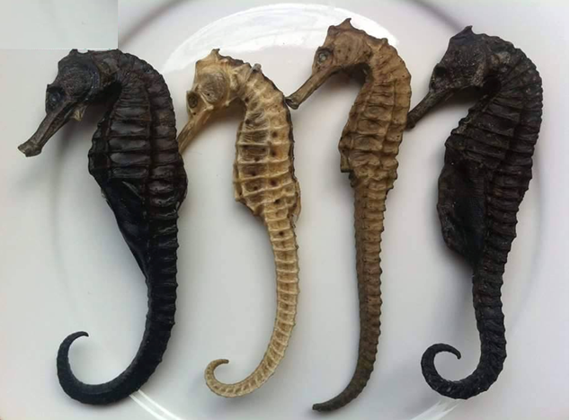 Cá ngựa có tác dụng gì cho người sử dụng?