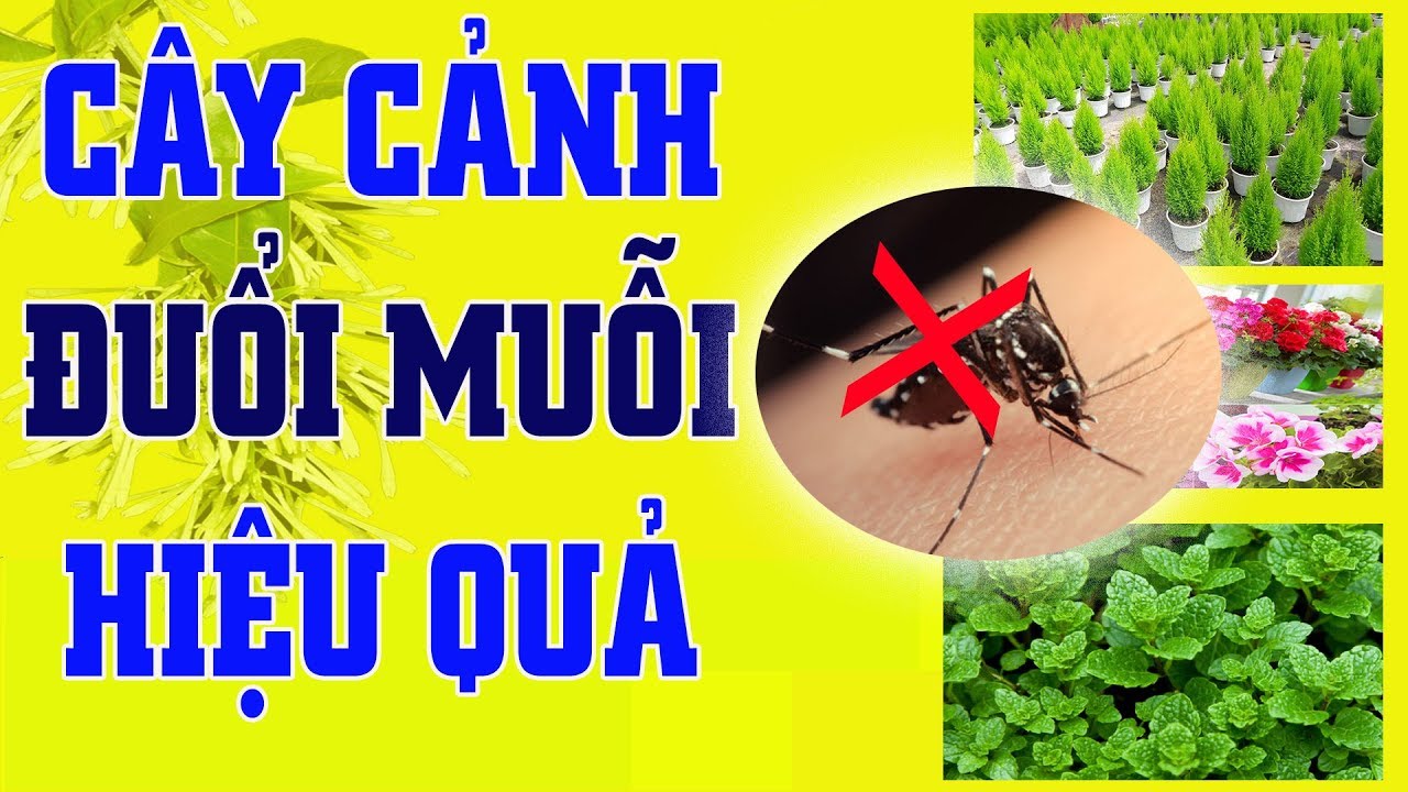 Các loại cây cảnh đuổi muỗi hiệu quả mà không cần dùng hóa chất