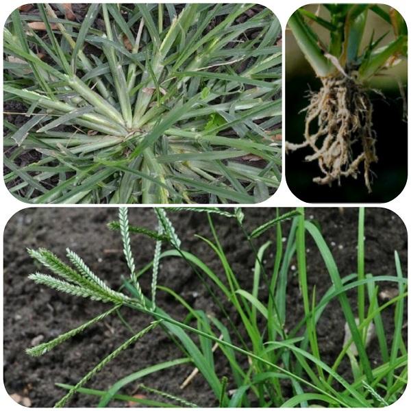 Cây cỏ mần trầu với những tác dụng không ngờ đến