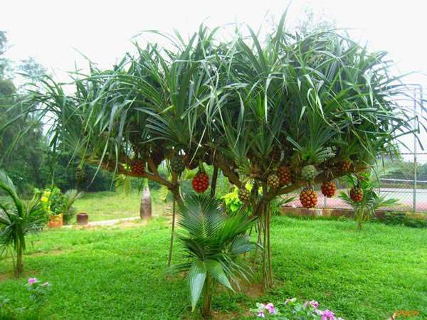 Cây dứa dại và những công dụng tuyệt vời mà chúng ta không ngờ tới