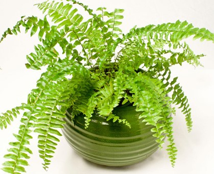 Những công dụng thần kỳ của cây Dương Xỉ trong điều trị các bệnh về da