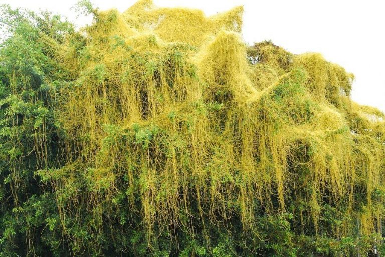 Cây tơ hồng vàng và cây tơ hồng xanh có tác dụng gì cho sức khỏe người dùng??