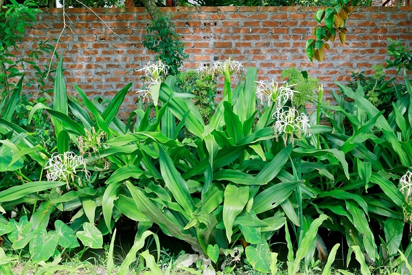 Cây trinh nữ hoàng cung là cây gì, có tác dụng chữa bệnh như thế nào?