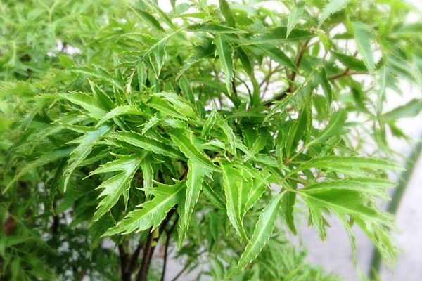 Công dụng của cây đinh lăng có thể chữa được những bệnh gì?