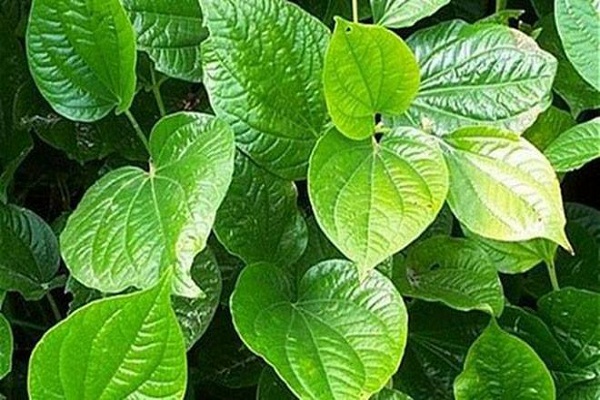 Công dụng tuyệt vời mà cây lá lốt mang đến cho sức khỏe