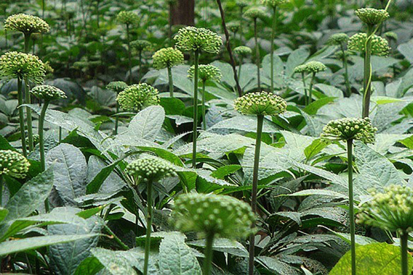 Hoa tam thất và những công dụng chữa bệnh tuyệt vời