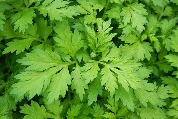 Lá ngải cứu có những tác dụng tuyệt vời mà chúng ta không hề biết