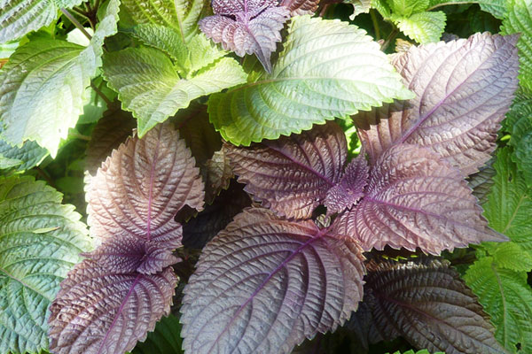 Lá tía tô sẽ có công dụng cực tốt nếu chúng ta biết sử dụng đúng cách