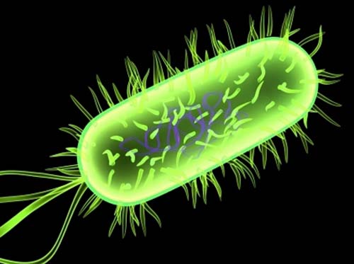 Cách khắc phục khi bị mắc tiêu chảy E.coli