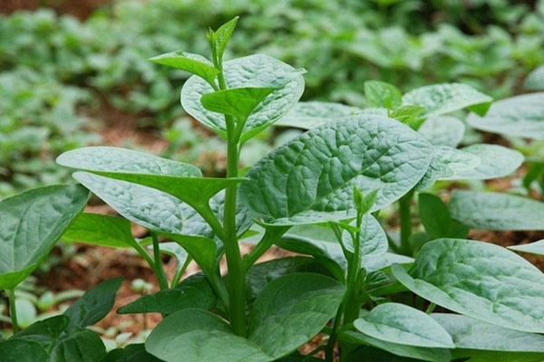 Một nắm rau mồng tơi có thể đẩy lùi được những căn bệnh này