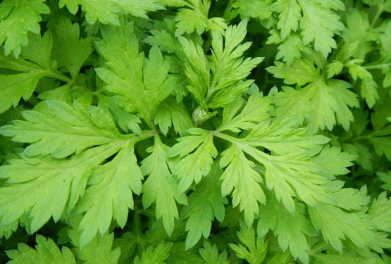 Ngải cứu là cây gì? Tác dụng của cây rau ngải cứu trong điều trị bệnh?