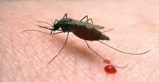 Những cách chữa sốt rét và các phương pháp phòng tránh hiệu quả
