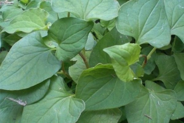 Rau diếp cá với những tác dụng chữa bệnh tuyệt vời không ngờ tới