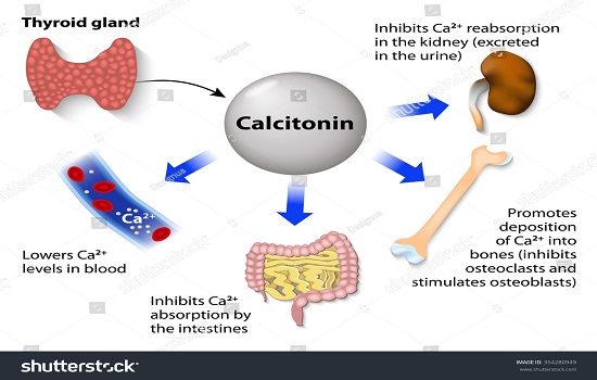 Sử dụng thuốc calcitonin có nguy cơ mắc bệnh ung thư?