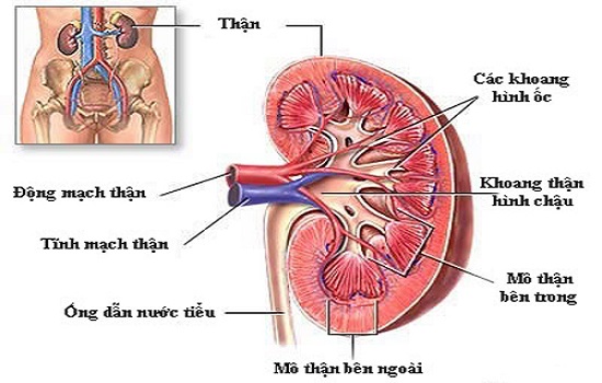 Suy thận mãn tính có điều trị được không?