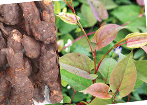 Tác dụng của hà thủ ô đỏ và những lưu ý người dùng cần biết