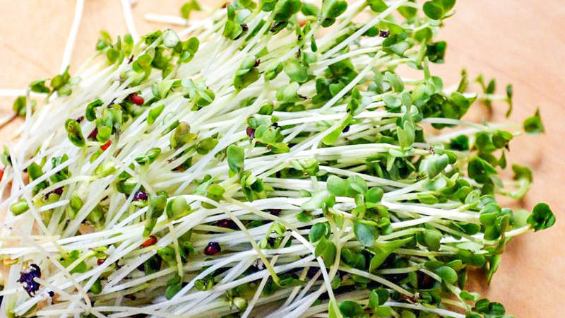 Tác dụng của rau mầm đối với sức khỏe người dùng như thế nào?