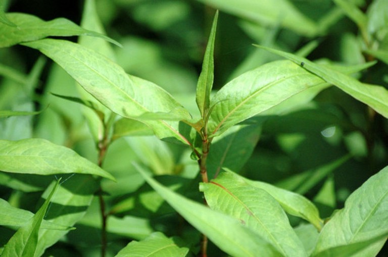 Tác dụng của rau răm là gì? Có những lưu ý và tác hại gì cần tránh?