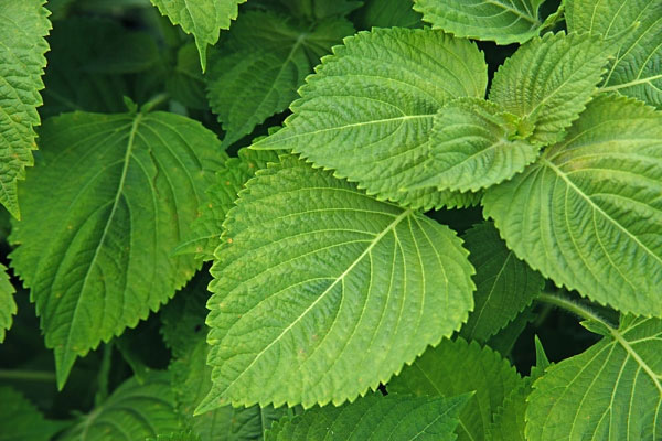 Tác dụng điều trị bệnh hiệu quả của lá kinh giới