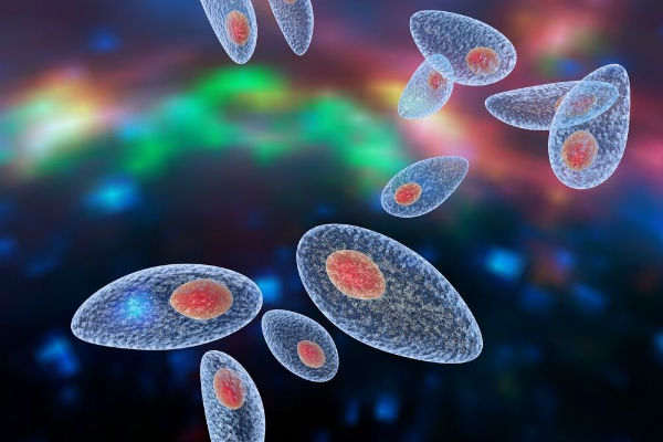 Toxoplasmosis là bệnh gì? Ảnh hưởng thế nào tới thai nhi?