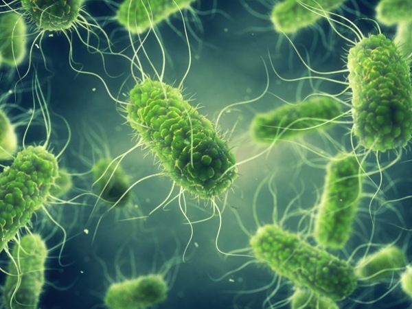 Vi khuẩn Salmonella là gì? Chúng gây ra bệnh gì?