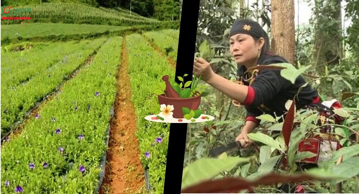 gacp-trong-nganh-duoc