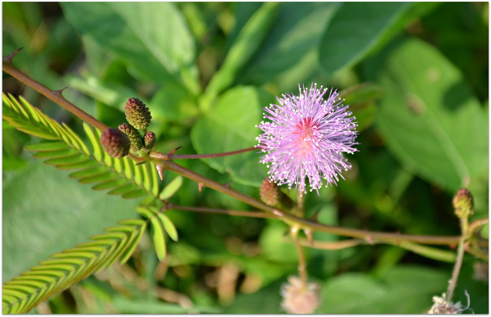 Mimosa